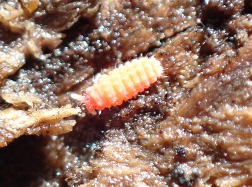 Bilobella aurantiaca